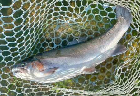 持ち帰りぴったりサイズをキャッチ！ ～フィッシングパーク高島の泉～